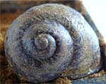 Escargot Gros Gris