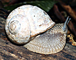 Escargot dit de Bourgogne