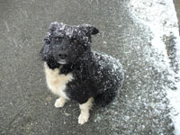 le border collie de Cartravers