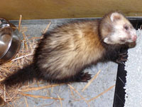 le furet de Cartravers