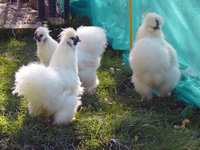 les poulettes de Cartravers